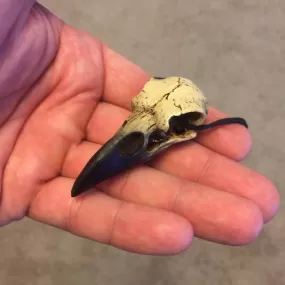 Raven Skull Necklace